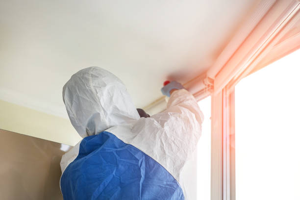 Best Attic Mold Removal  in USA